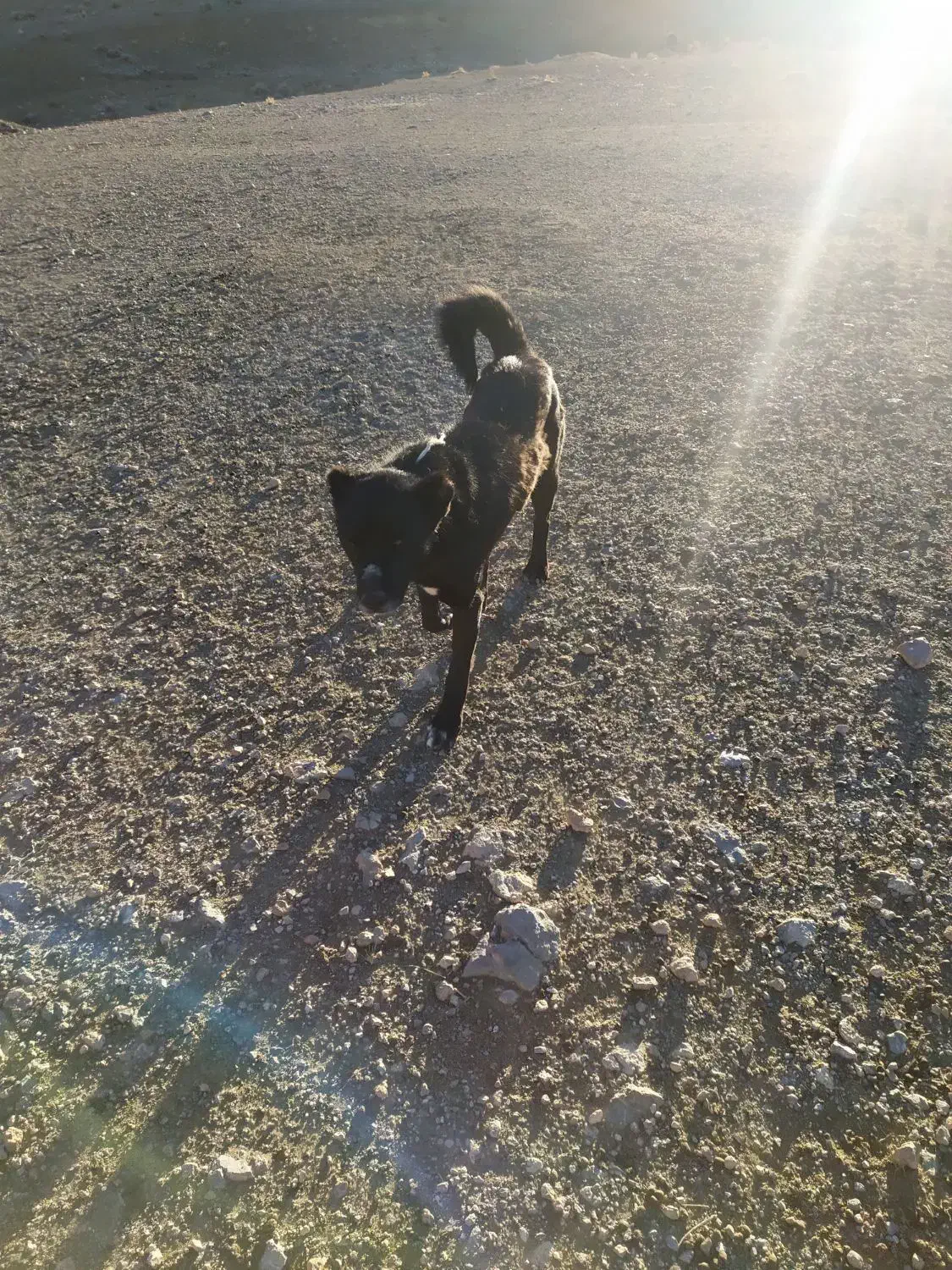 سگ گله|سگ|دهاقان, |دیوار