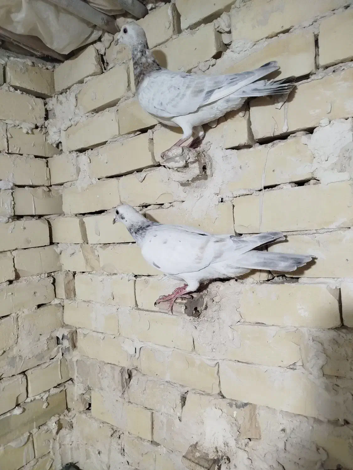 ده تا سار وسبز|پرنده|چناران, |دیوار