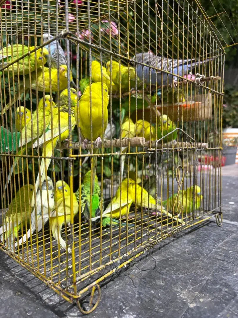 مرغ عشق|پرنده|دوگنبدان, |دیوار