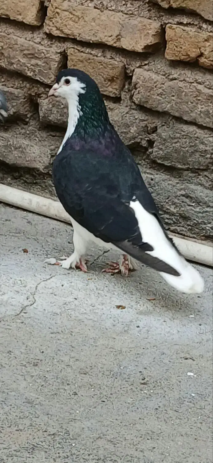 دوبال سیاه|پرنده|اندیمشک, |دیوار