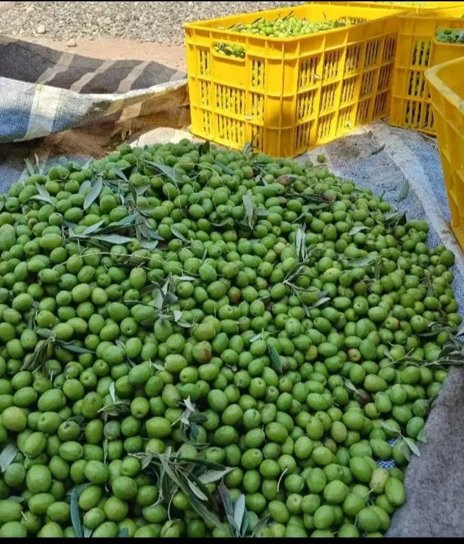 فروش زیتون سبز کنسر والیا درجه یک خرده و تناج|خوردنی و آشامیدنی|شیراز, کاراندیش|دیوار