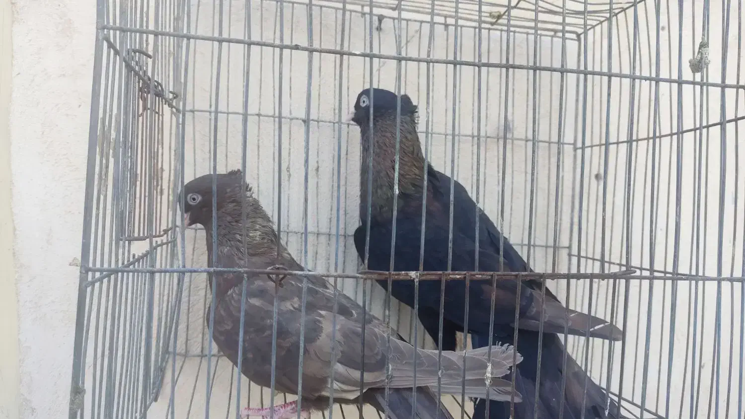 کبوتر چشم نوک سفید|پرنده|بندرعباس, |دیوار