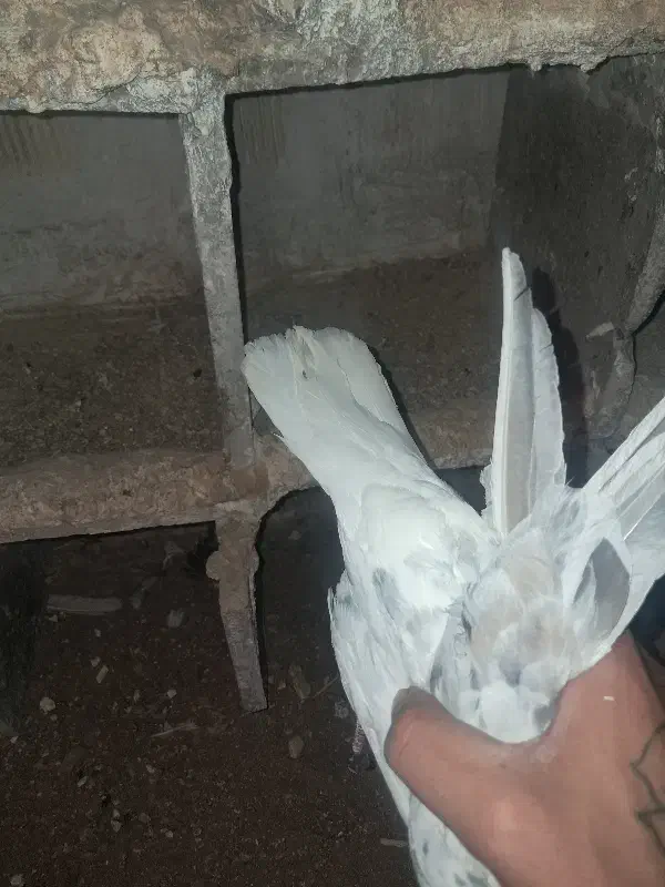 سرور دم سفید یا هفت رنگ دم سفید|پرنده|کارون, |دیوار