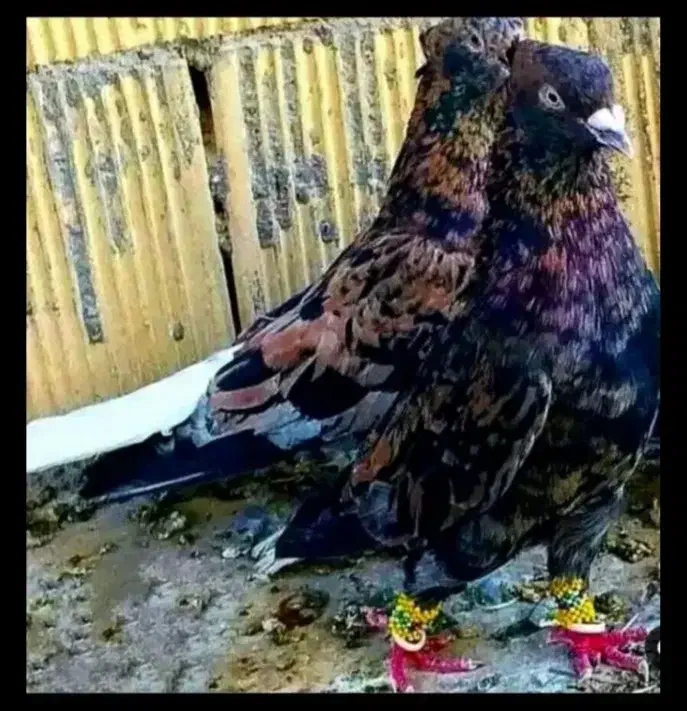 عشق بازان|پرنده|دورود, |دیوار