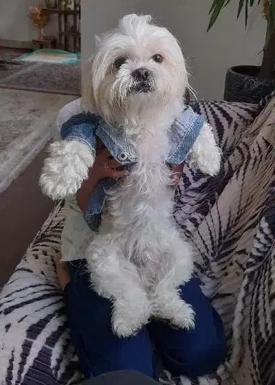 با سلام سگ پاپی|سگ|شهرکرد, |دیوار