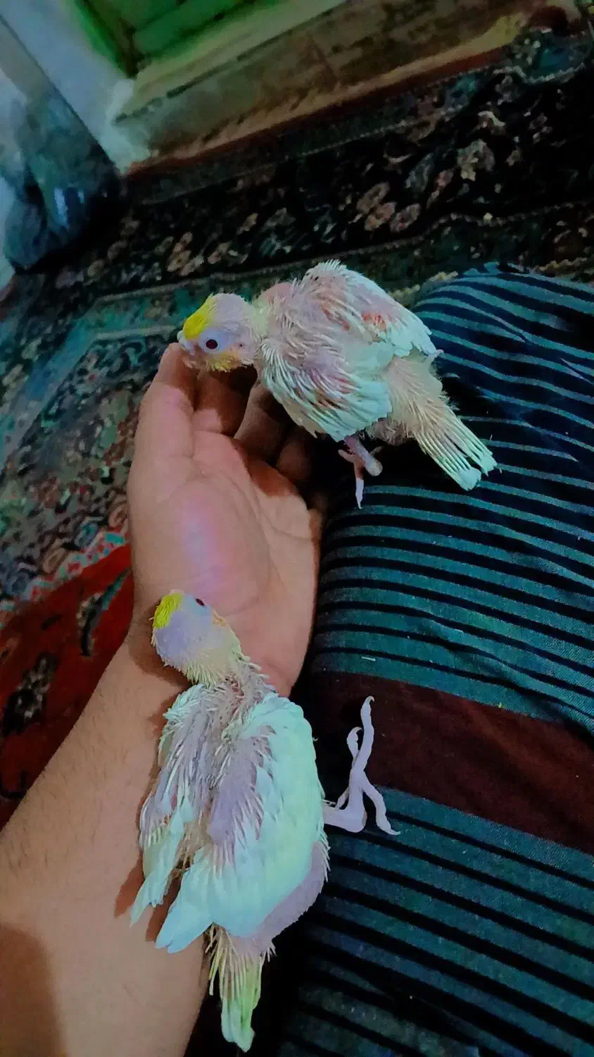 جوجه عروس هلندی|پرنده|سوسنگرد, |دیوار