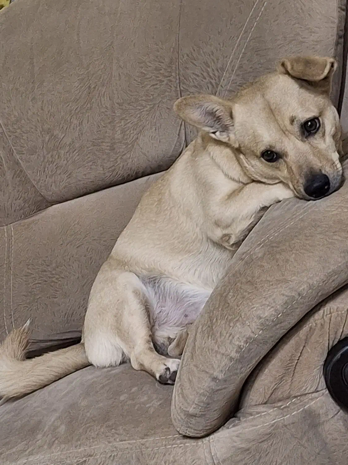 سگ گمشده|حیوانات|قم, شاه ابراهیم|دیوار