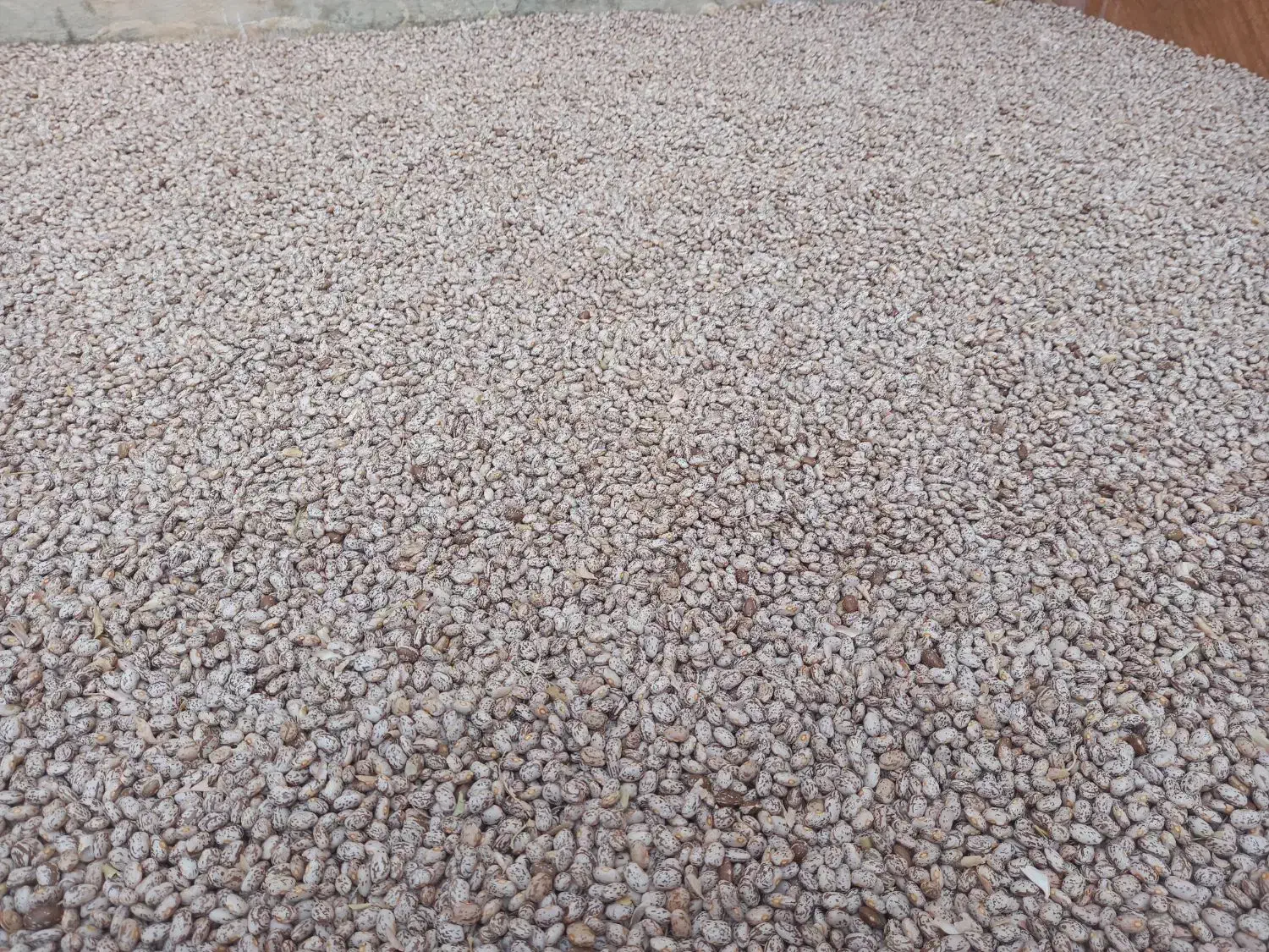 لوبیا چیتی|خوردنی و آشامیدنی|دره شهر, |دیوار