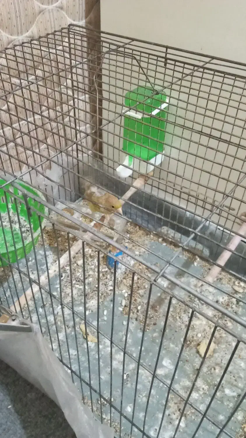 قناری ماده خانگی تمیز|لوازم جانبی حیوانات|کرمان, |دیوار