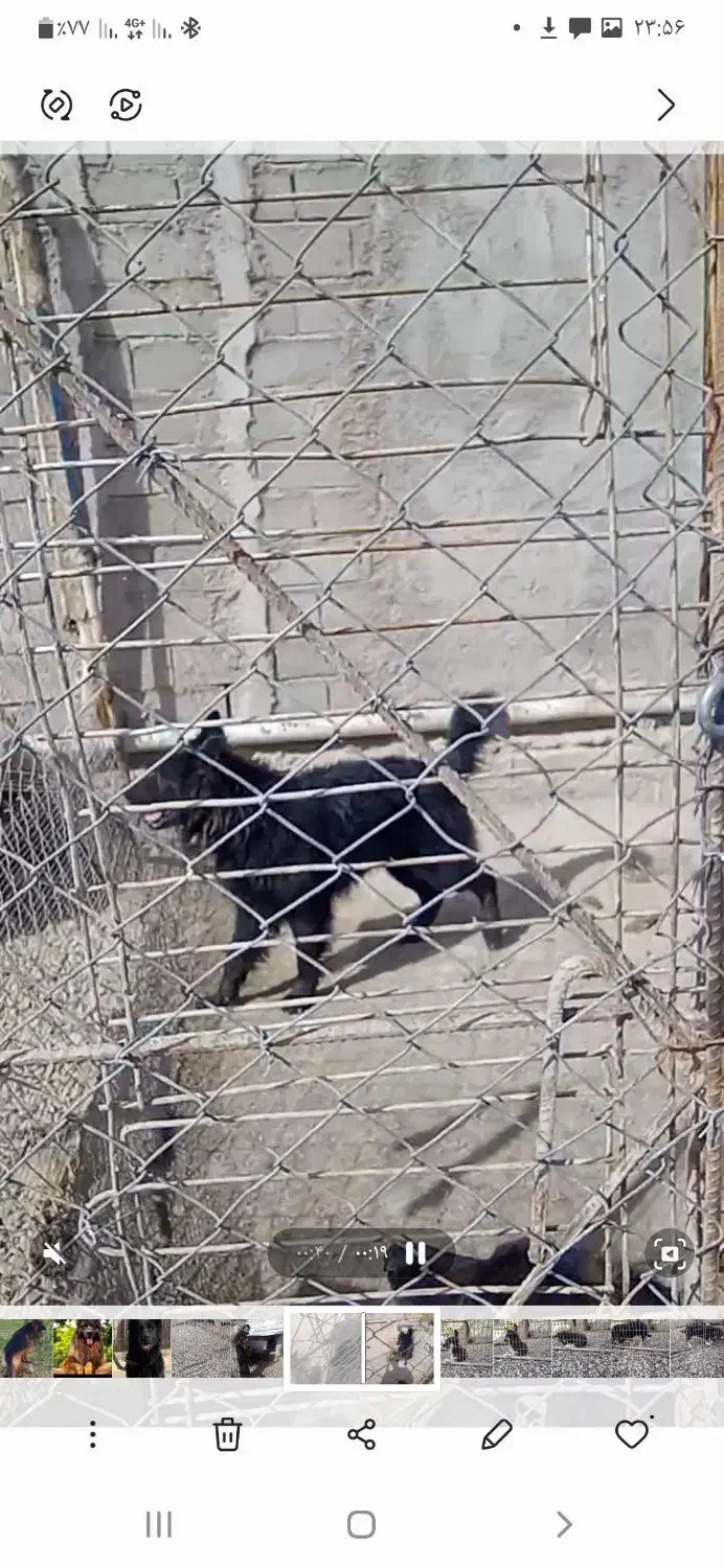 ژرمن بلک|سگ|تهران, تختی|دیوار