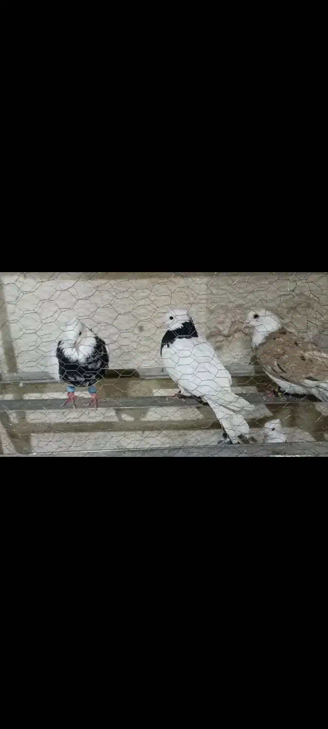 ۹ عدد کبوتر قیمتی|پرنده|اهواز, فرهنگ شهر|دیوار