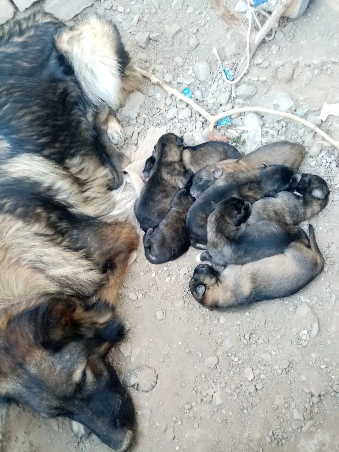 ۴توله سگ ژرمن شپرد به فروش میرسد|سگ|تربت‌حیدریه, میدان مرکزی|دیوار