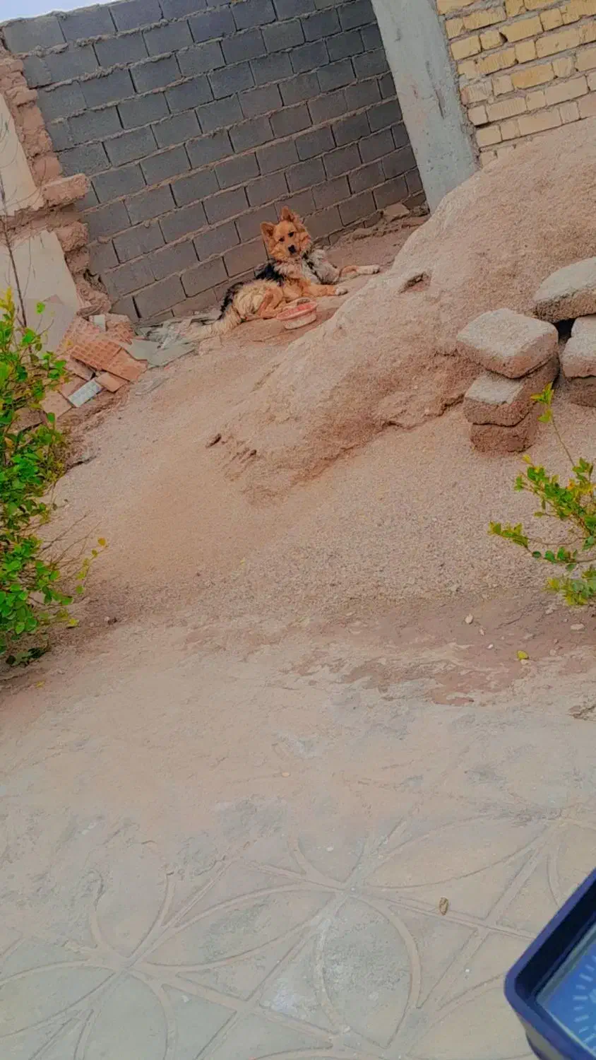 حیوانات|سگ|داراب, |دیوار