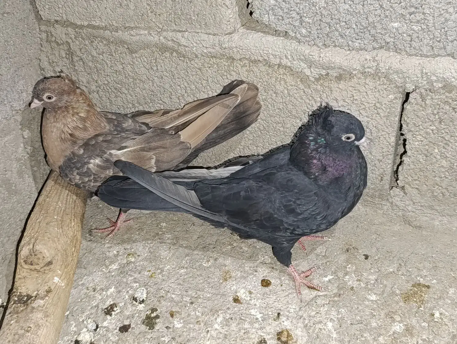 تعدادی کبوتر|پرنده|جیرفت, |دیوار