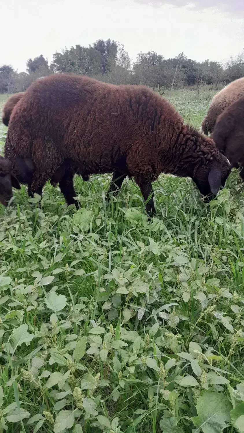 بره قوچی|حیوانات مزرعه|بندر گز, |دیوار