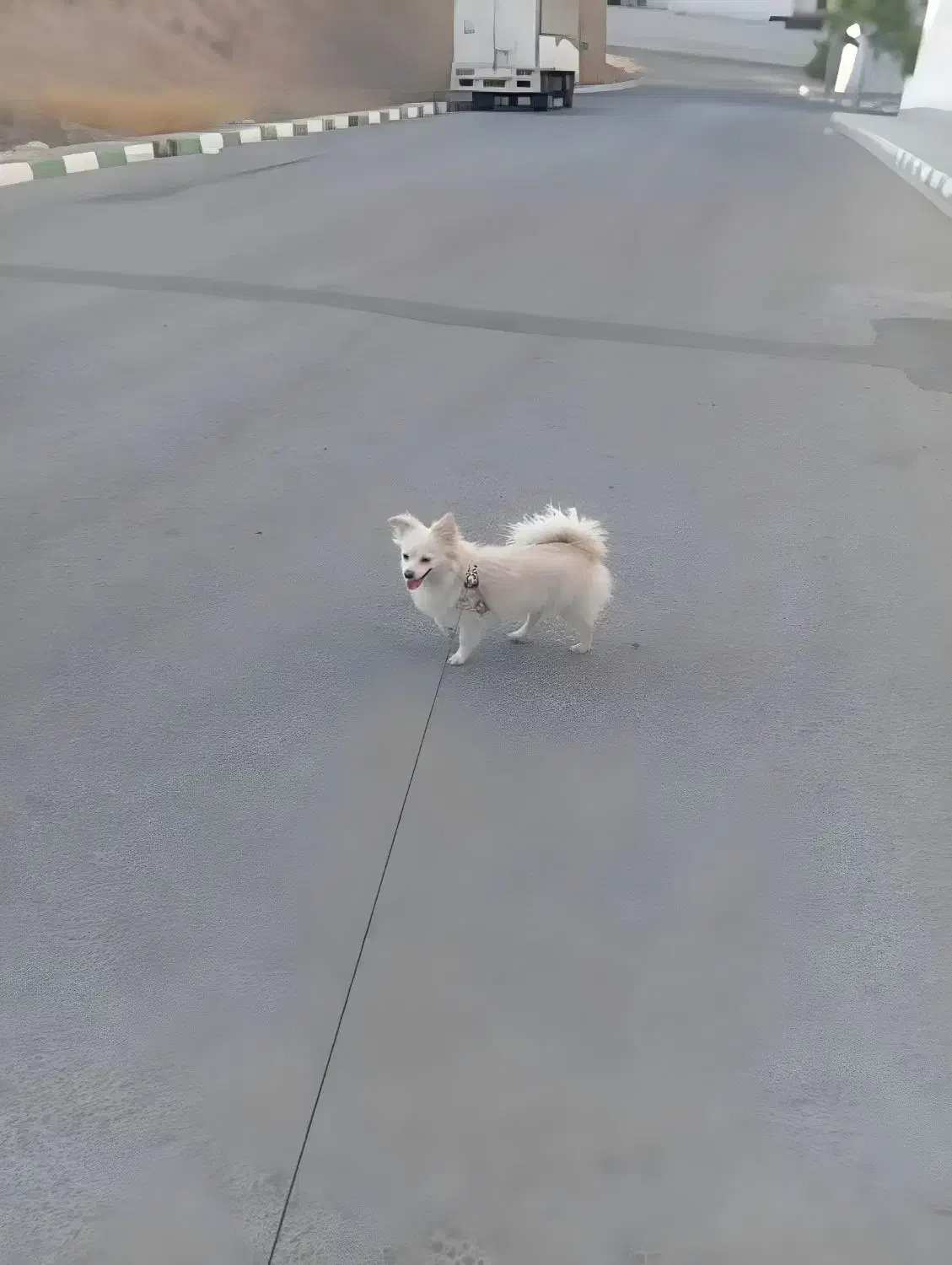 فروش سگ پامر روباهی  به دلیل مهاجرت|سگ|پردیس, فاز ۸|دیوار