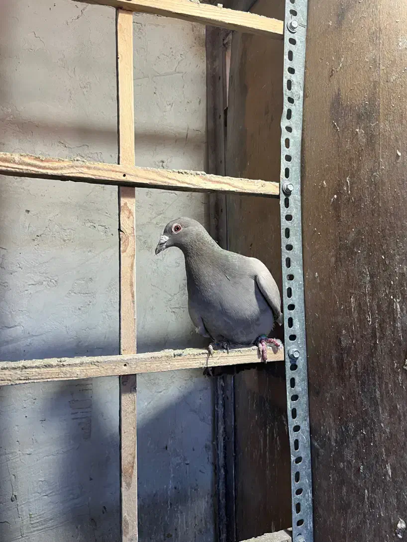 کاغذی نر زد و خوردی موقلف خطی|پرنده|قزوین, |دیوار