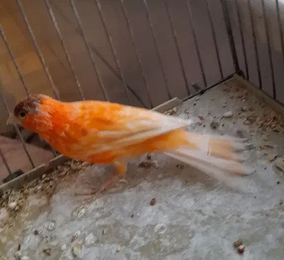 قناری نر|پرنده|فولادشهر, C5|دیوار