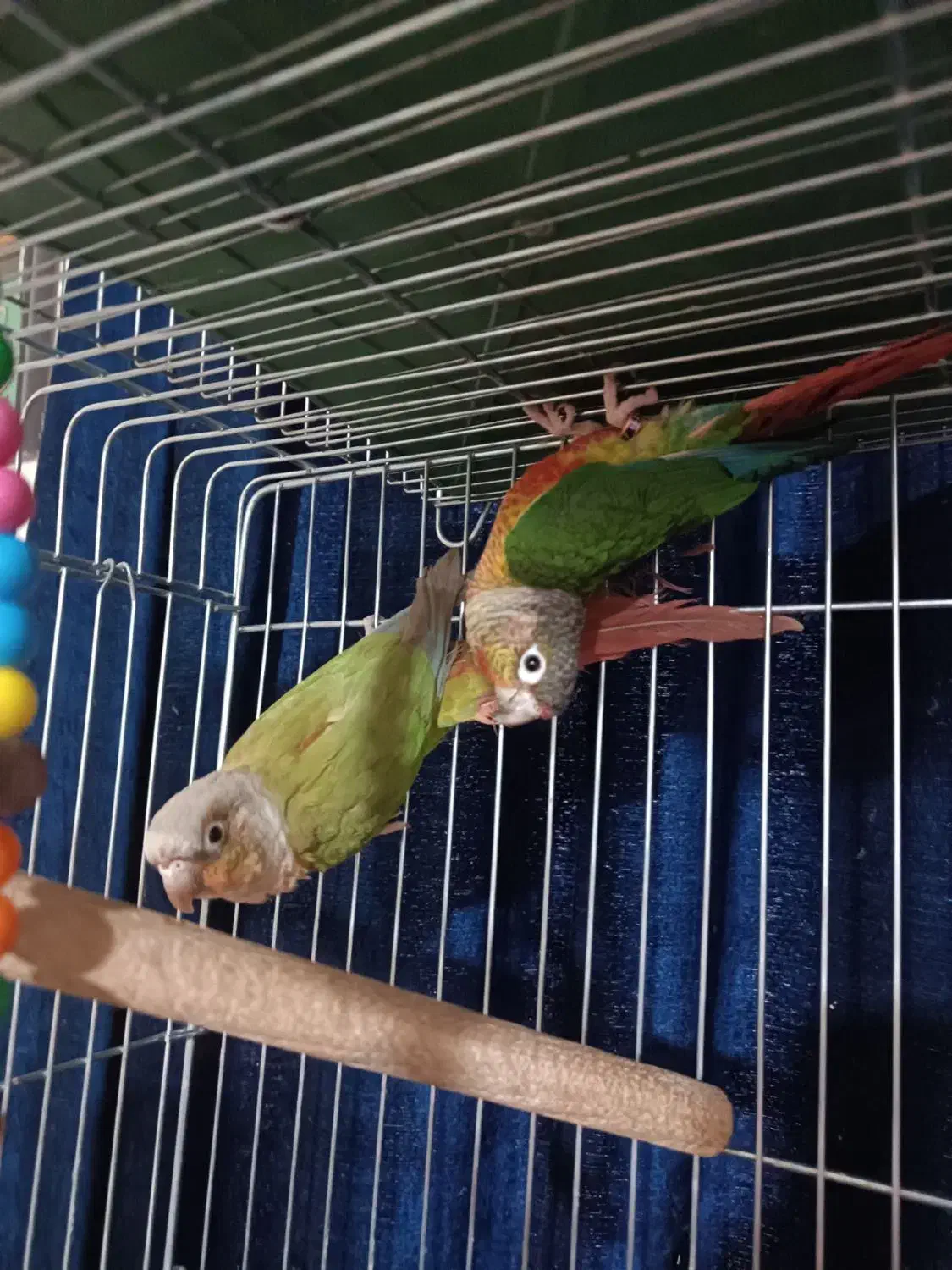 پرنده برزیلی|پرنده|ری, فیروزآبادی|دیوار