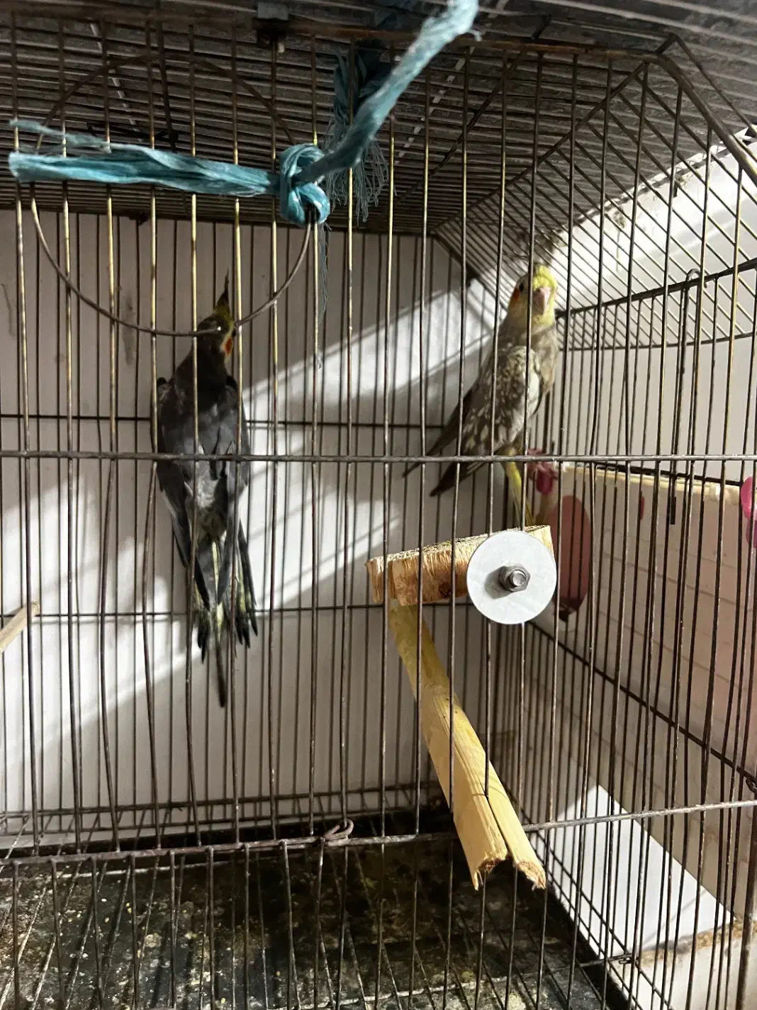 عروس هلندی|پرنده|شاهرود, |دیوار