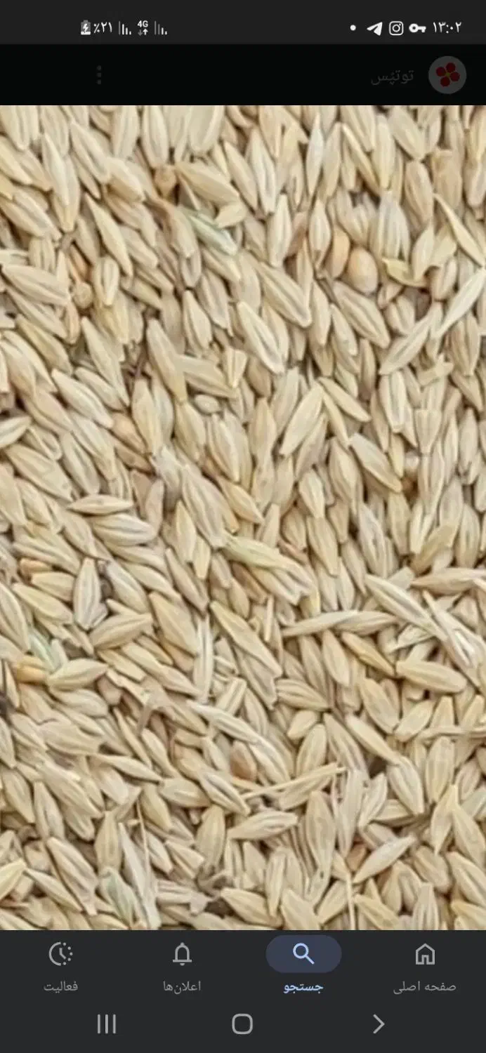 تخم جو هاشمی و جمشید|خدمات باغبانی و درختکاری|لاهیجان, کوی خزر|دیوار