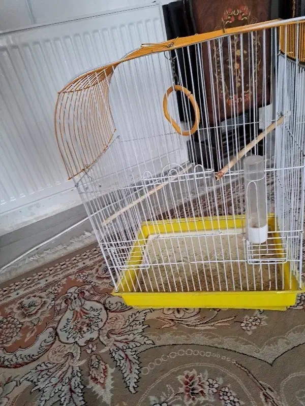 عروس هلندی ماده|پرنده|کهریزک, |دیوار