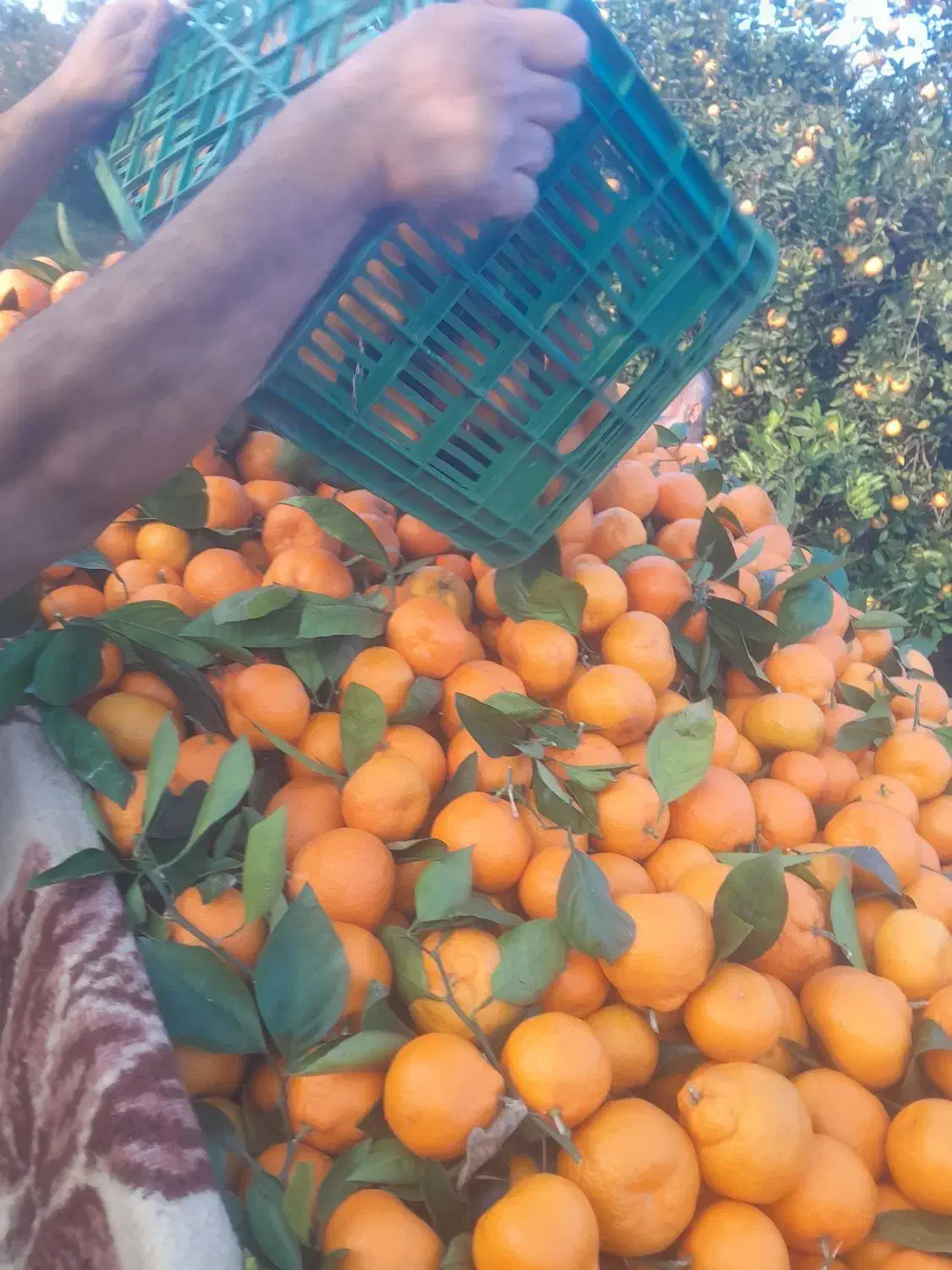 پانصد کیلو نارنگی ژاپنی شیرین و درشت|خوردنی و آشامیدنی|ارطه, |دیوار