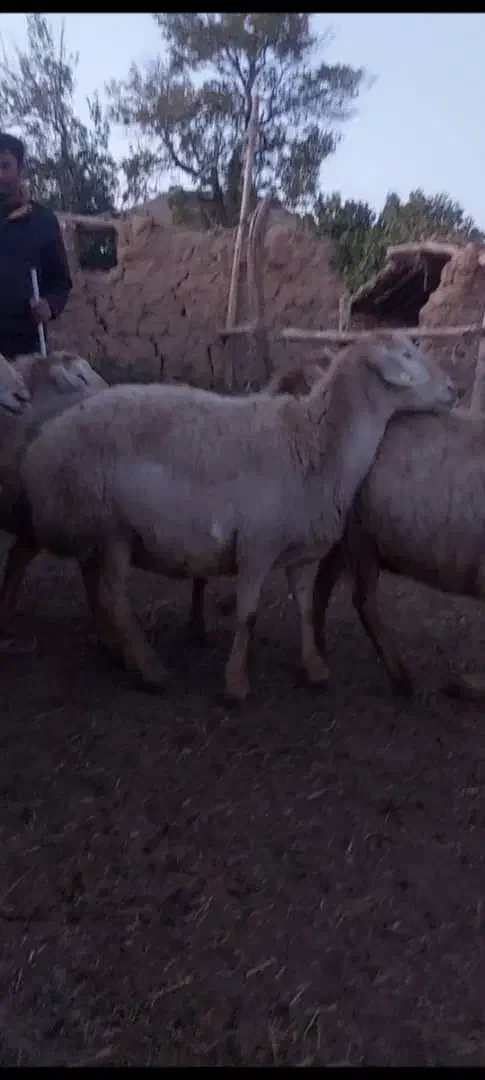 گوسفند ماده دامازدغ|حیوانات مزرعه|انگوت, |دیوار