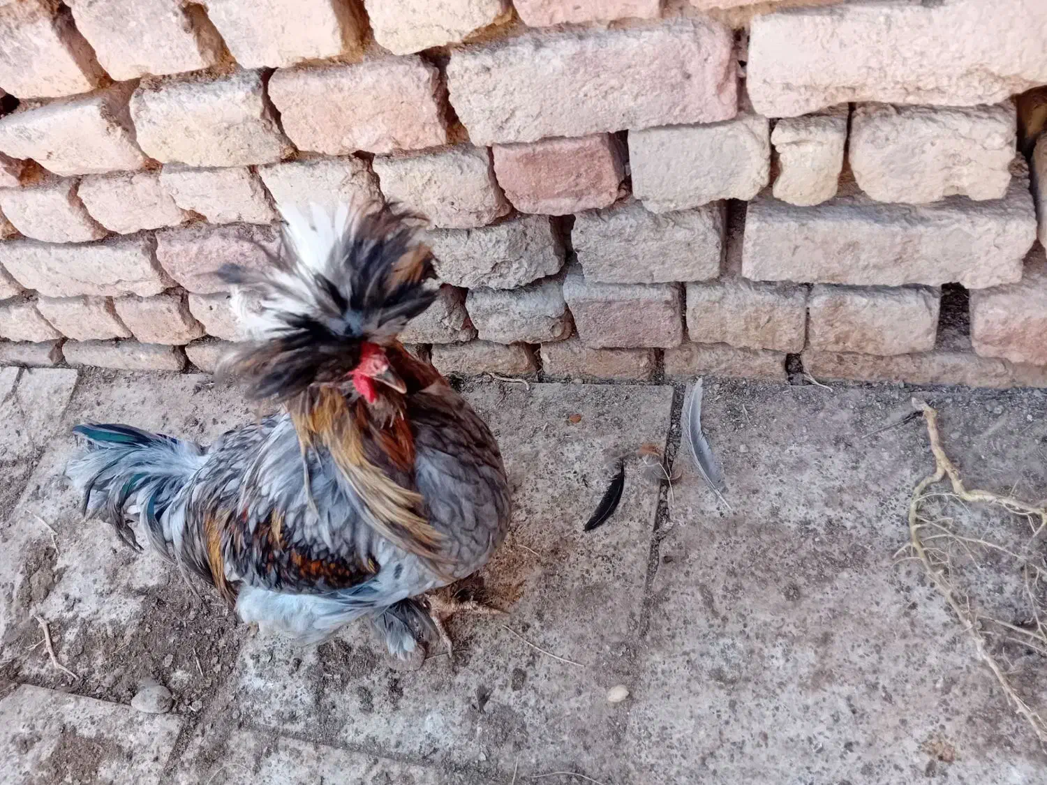 خروس و مرغ محلی|حیوانات مزرعه|دشتابی, |دیوار