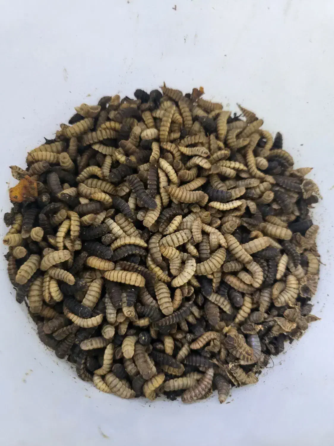 کرم زنده(لارو یک ماهه مگس سرباز سیاه)|لوازم جانبی حیوانات|قم, هنرستان|دیوار