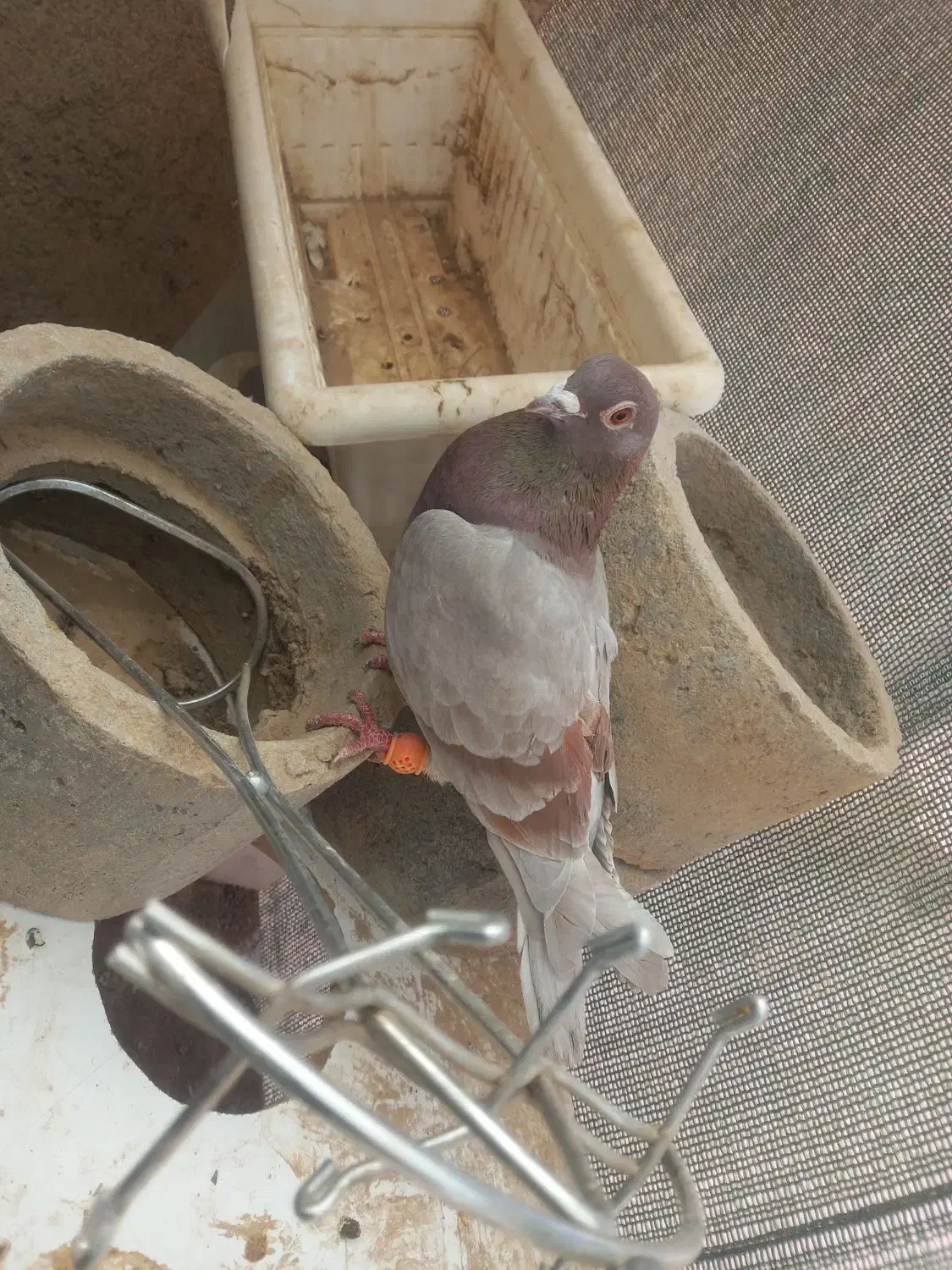 ۲ کفتر با هم جفتن|پرنده|قائن, |دیوار