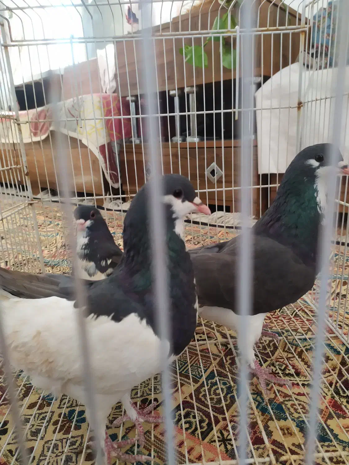 کبوتر شهری ،وبهبهونی فروش یا معاوضه با سهره وطوطی|پرنده|شیراز, بید زرد|دیوار