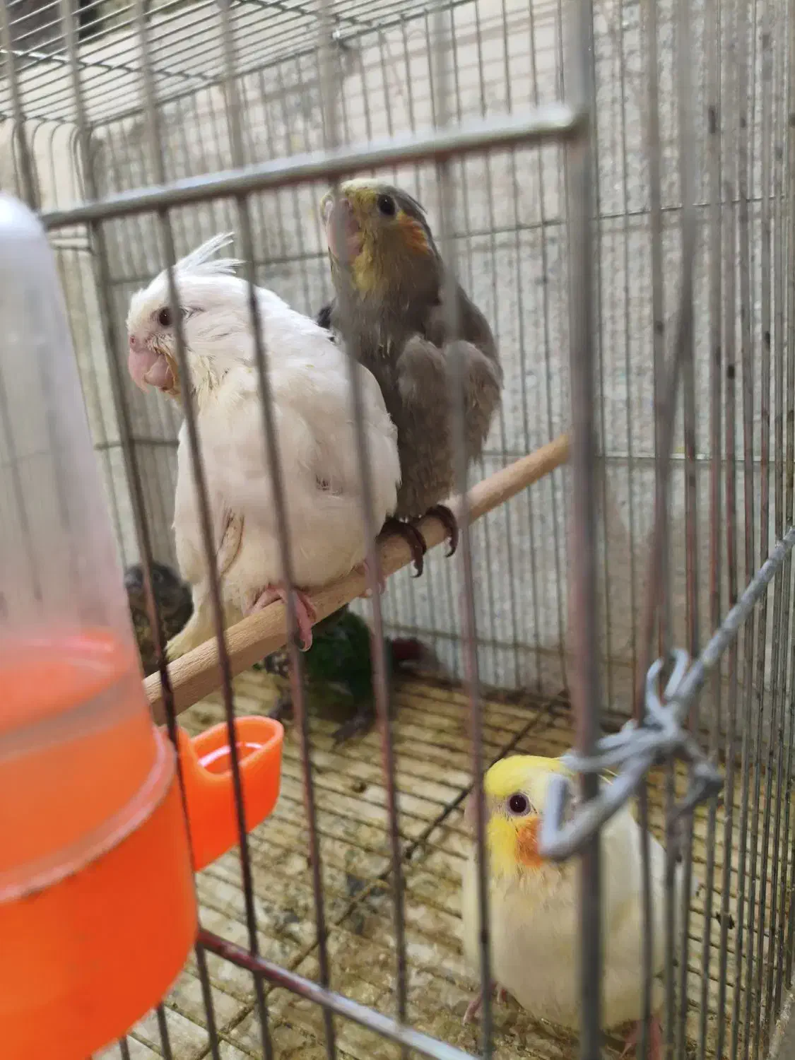 جوجه گرینچیک و عروس هلندی|پرنده|شاهین‌شهر, نظامی|دیوار