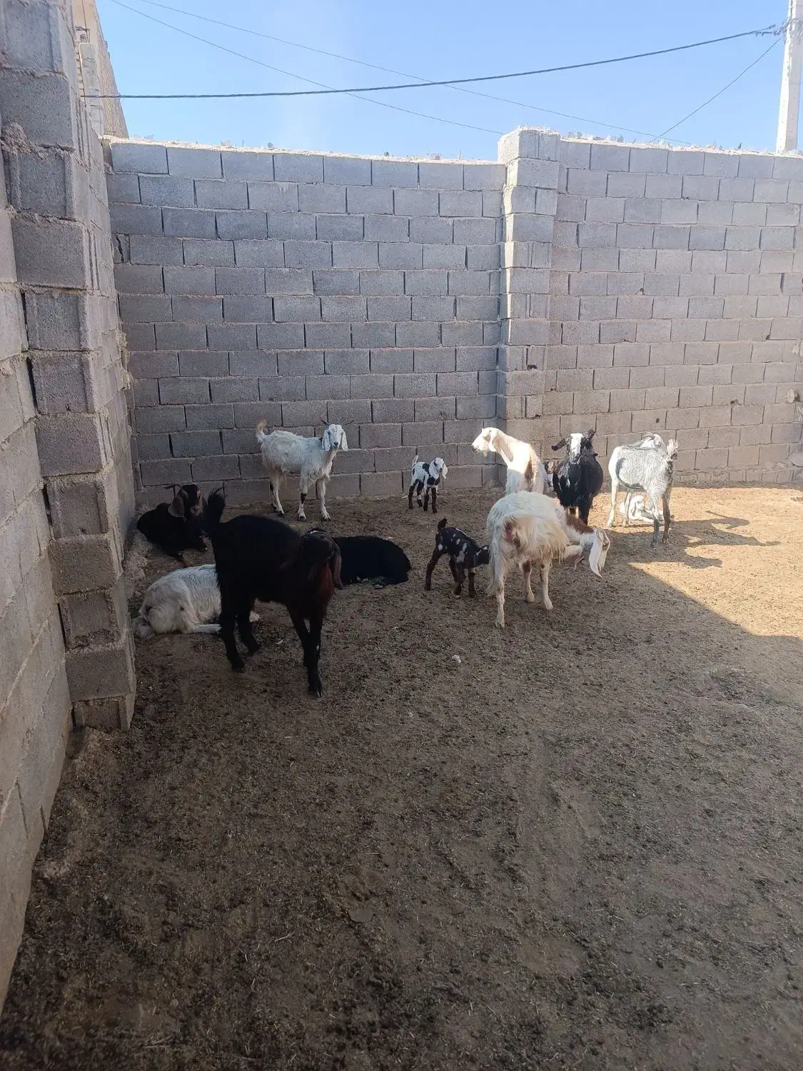 10عددگیسه|حیوانات مزرعه|ششده و قره بلاغ, |دیوار