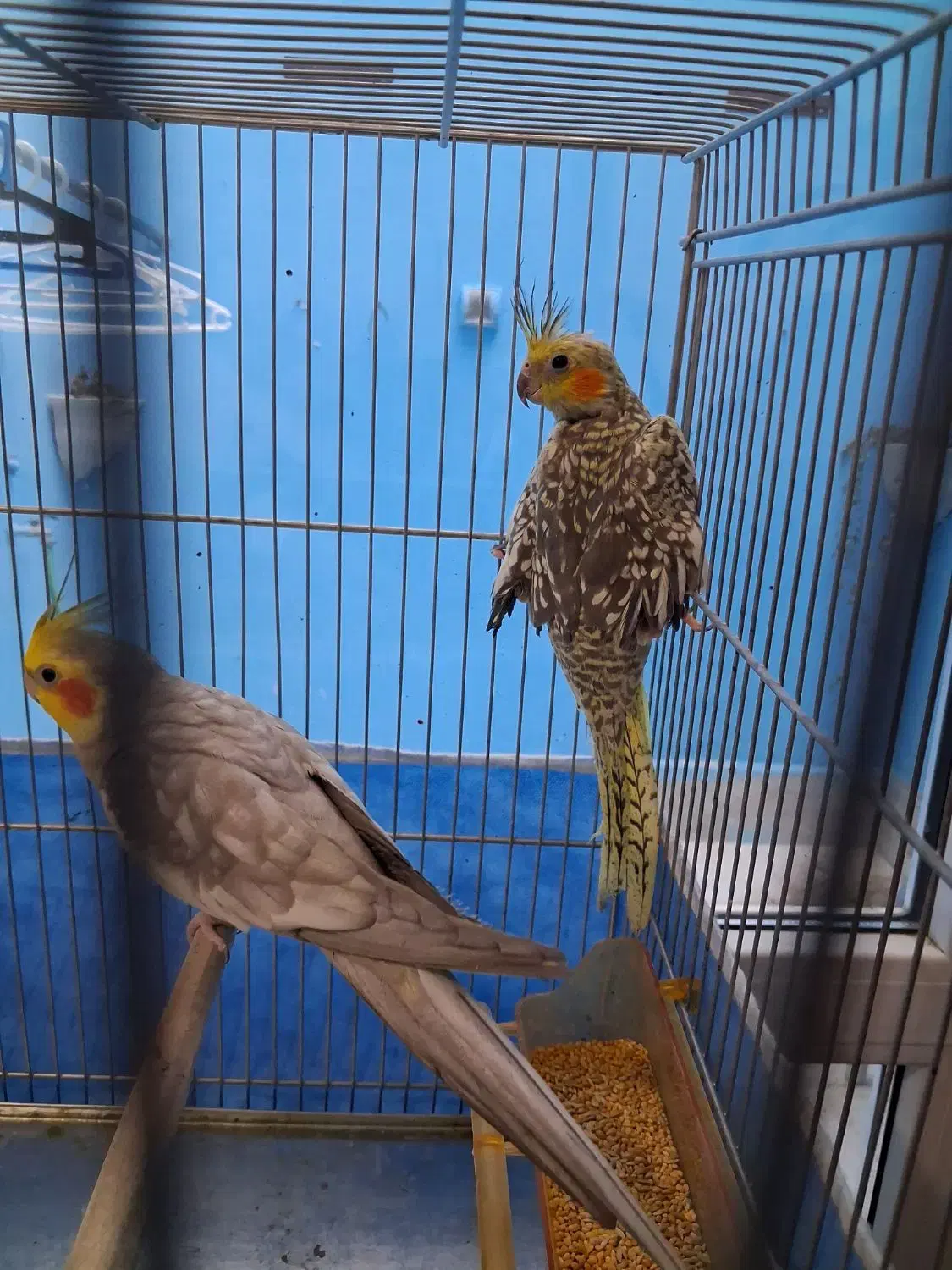 عروس هلندی نر و ماده|پرنده|مشهد, عبادی|دیوار