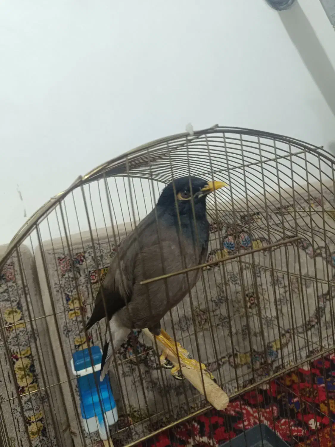 مرغ مینا|پرنده|اهر, |دیوار