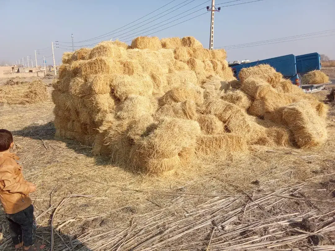 پرس علف دم|لوازم جانبی حیوانات|پلدشت, |دیوار