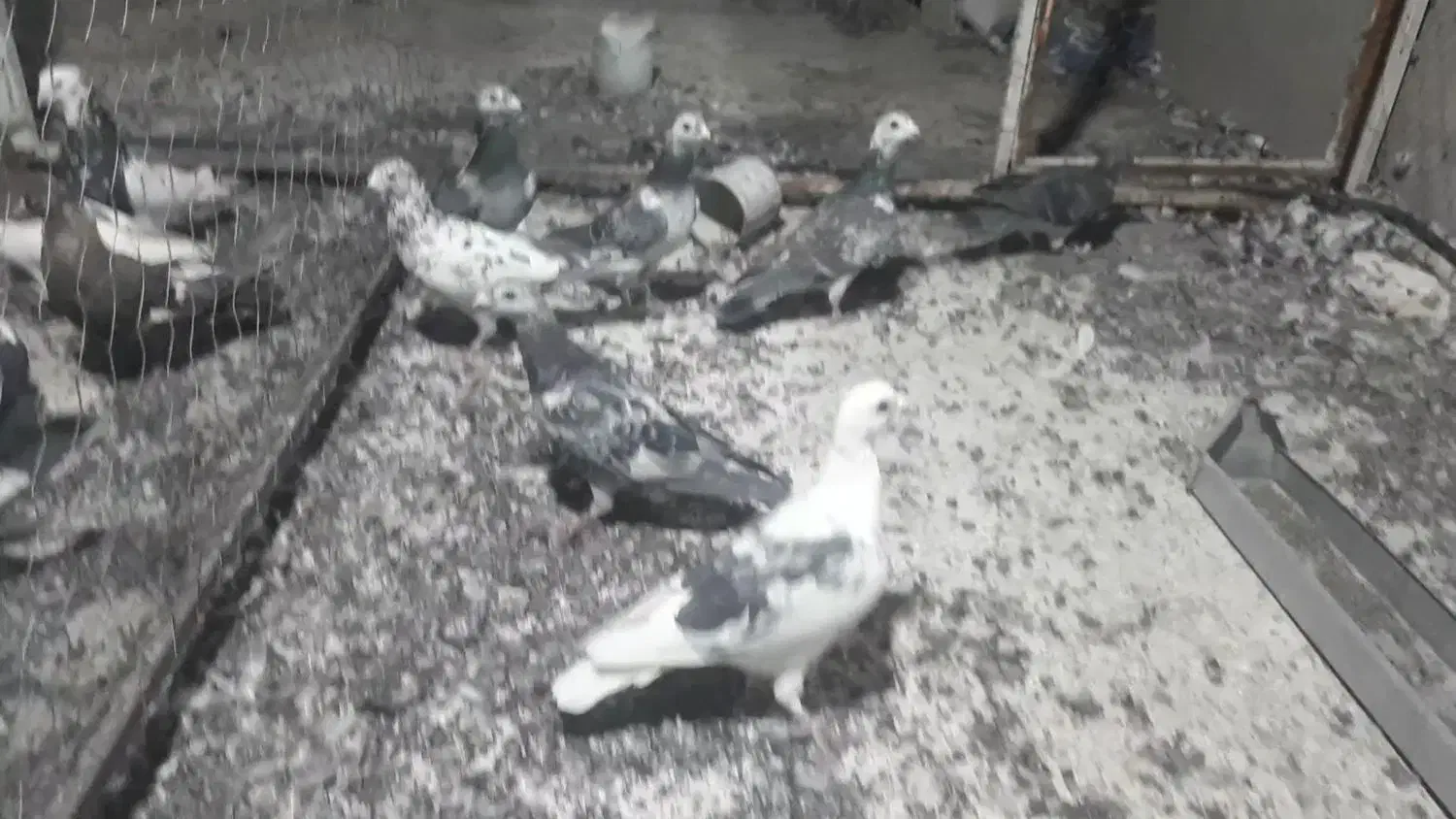 ۷تامسافتی پرشی بزک سبز|پرنده|سیمکان, |دیوار