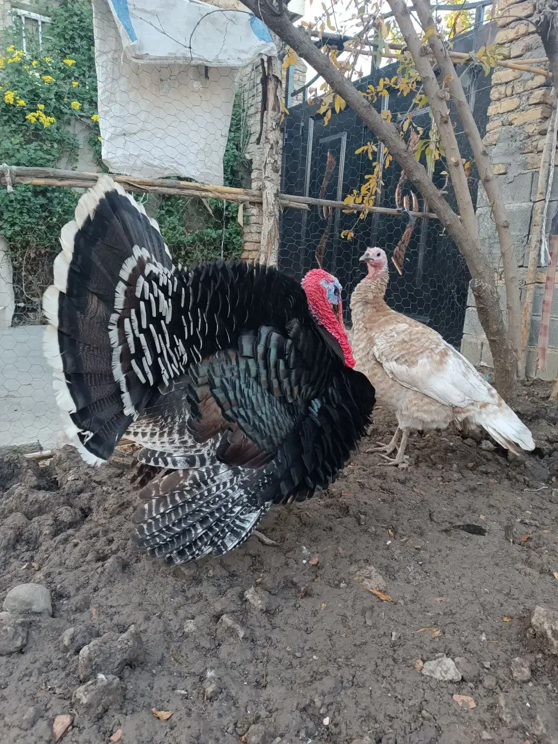 بوقلمون برنز و بوربون|حیوانات مزرعه|گنبد کاووس, |دیوار