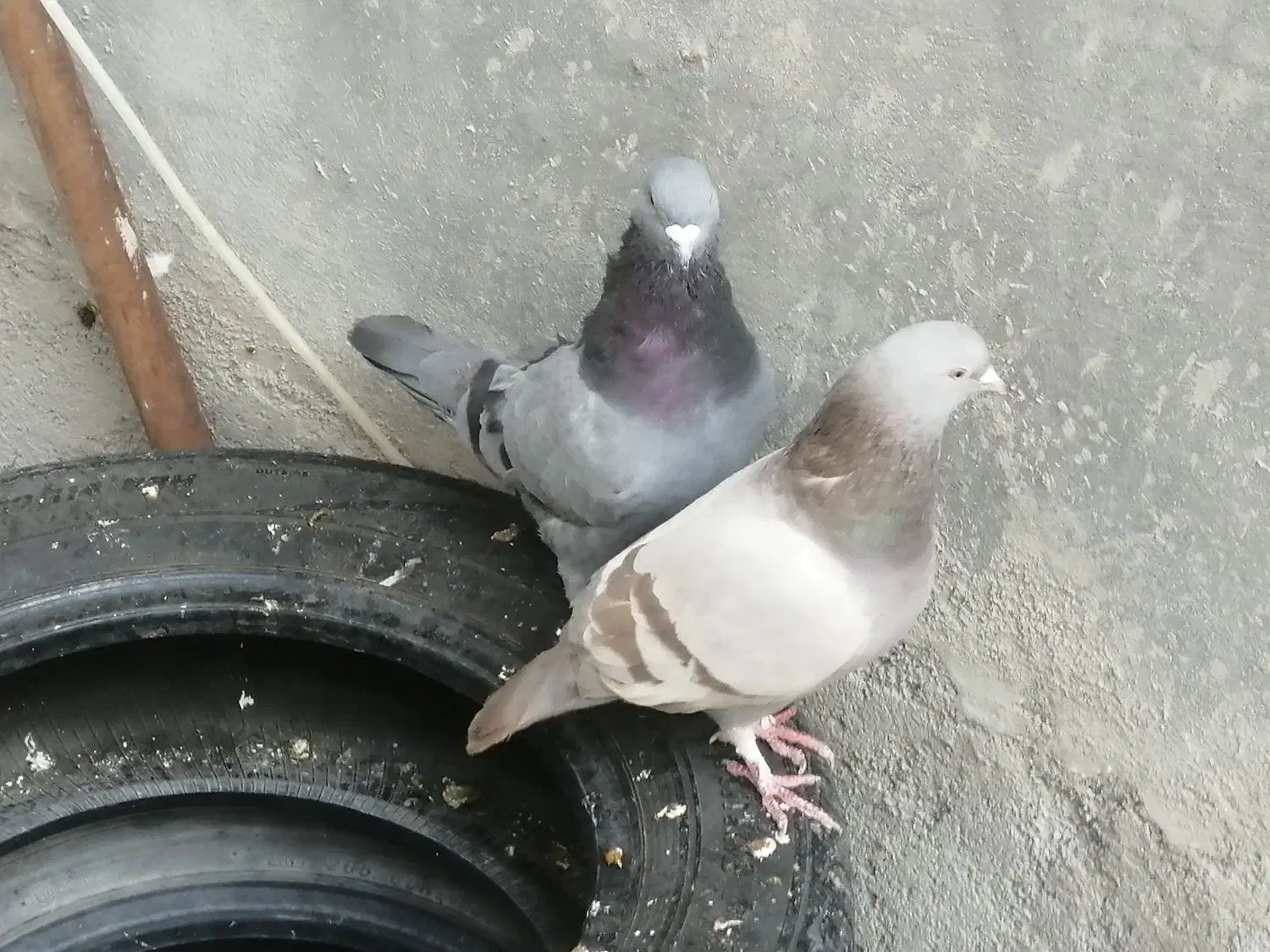 فوری فوری تا فردا دوتاش 250|پرنده|یاسوج, |دیوار