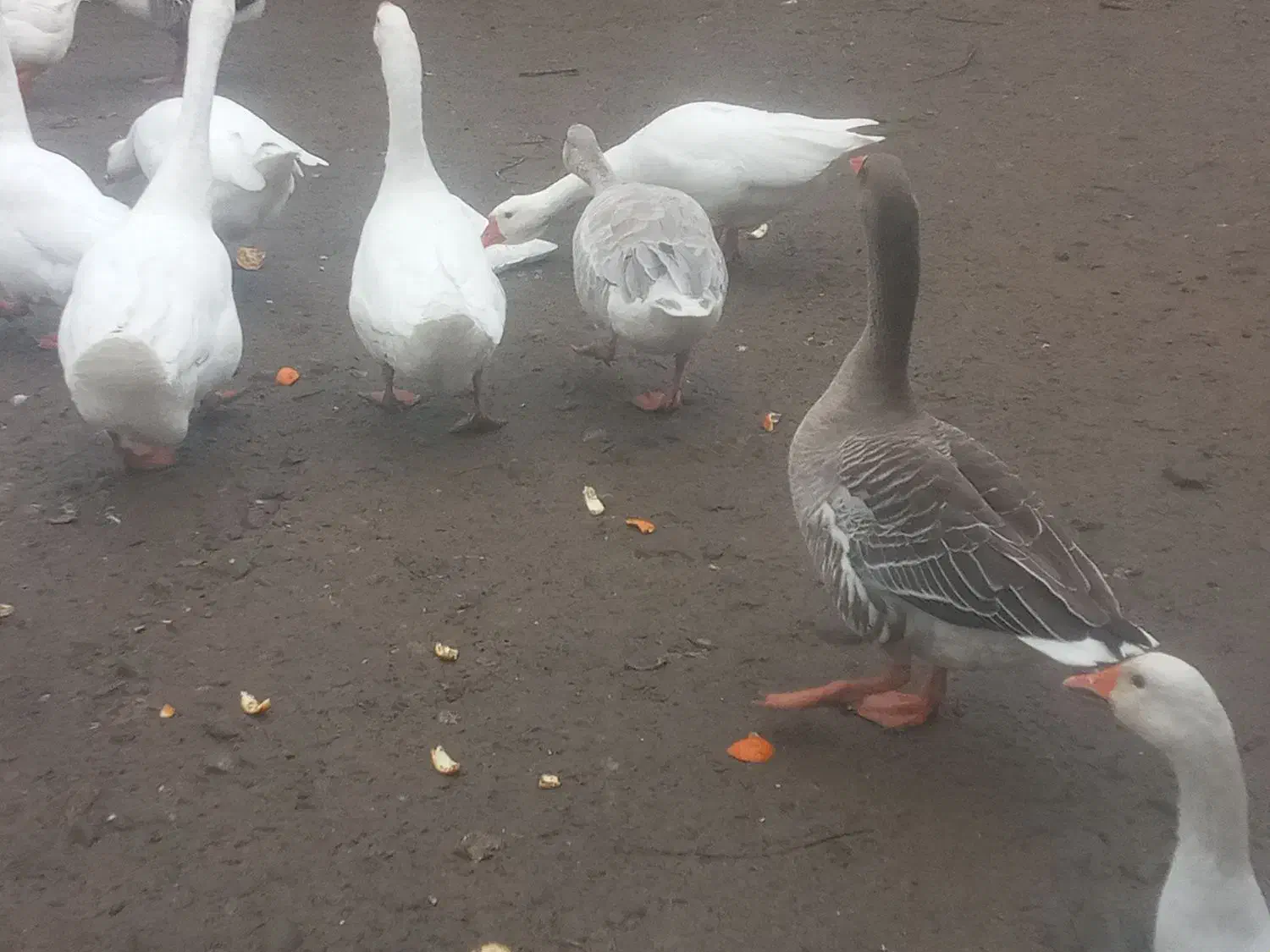 تخم قو غاز و غاز|حیوانات مزرعه|رشت, یخسازی|دیوار