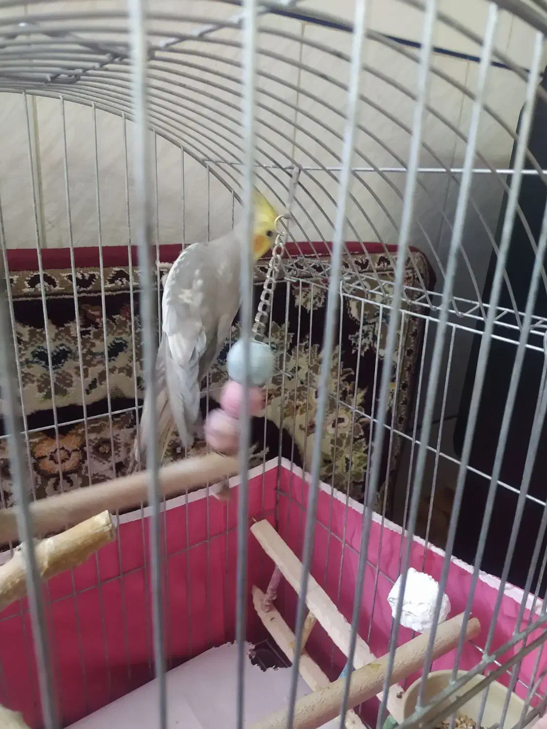 عروس هلندی نر دستی|پرنده|فولادشهر, B7|دیوار