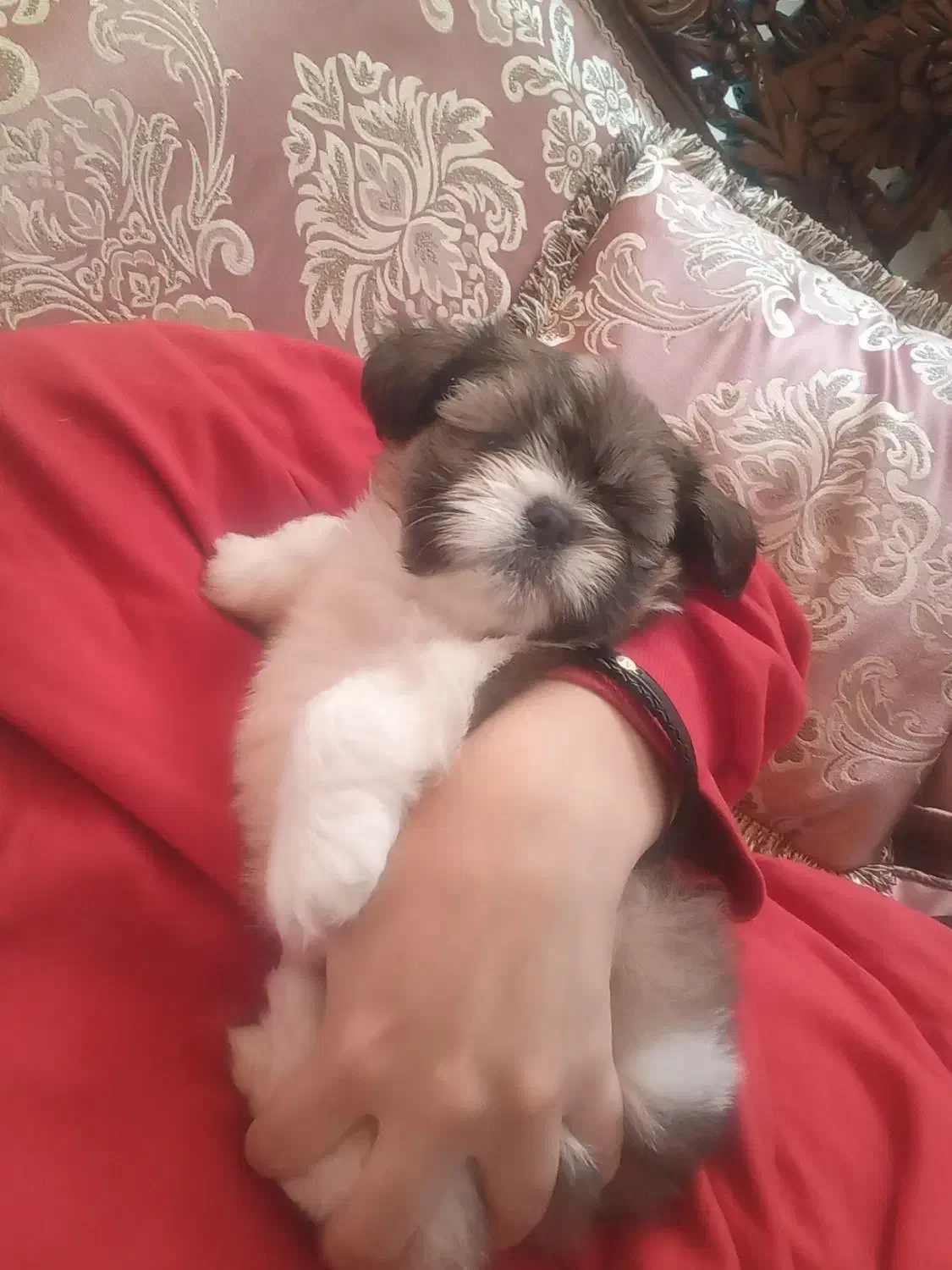 مالتیز|سگ|نوشهر, |دیوار