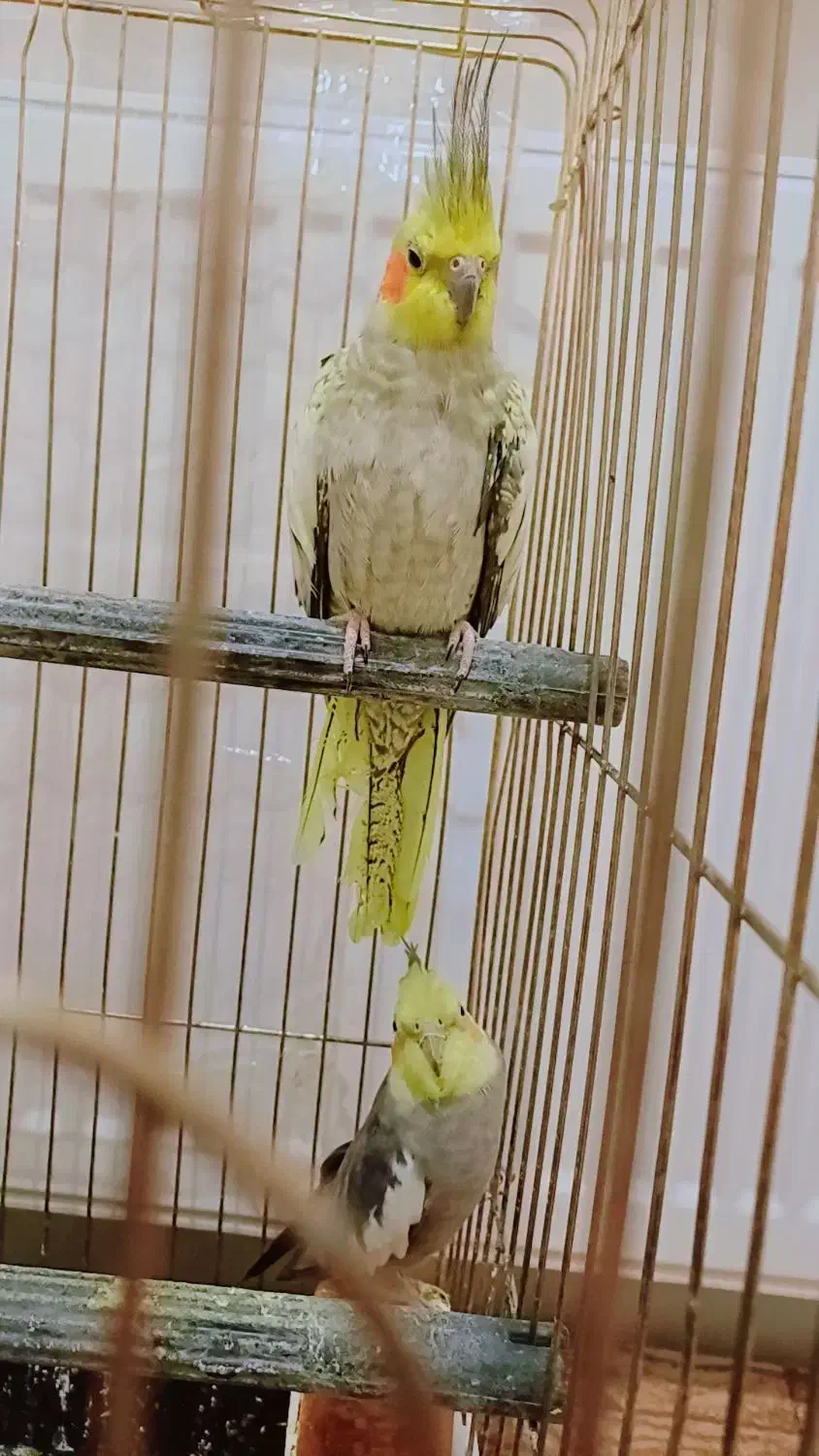 عروس هلندی|پرنده|خوی, |دیوار