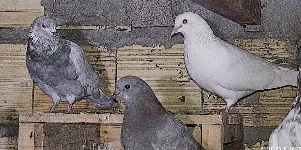 چند جفت کفتر پروندنی|پرنده|حمیدیا, |دیوار