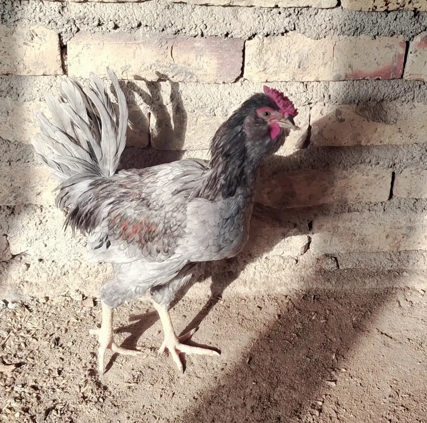 ۳ عد خروس گلین چهل تاج|حیوانات مزرعه|شهرضا, |دیوار