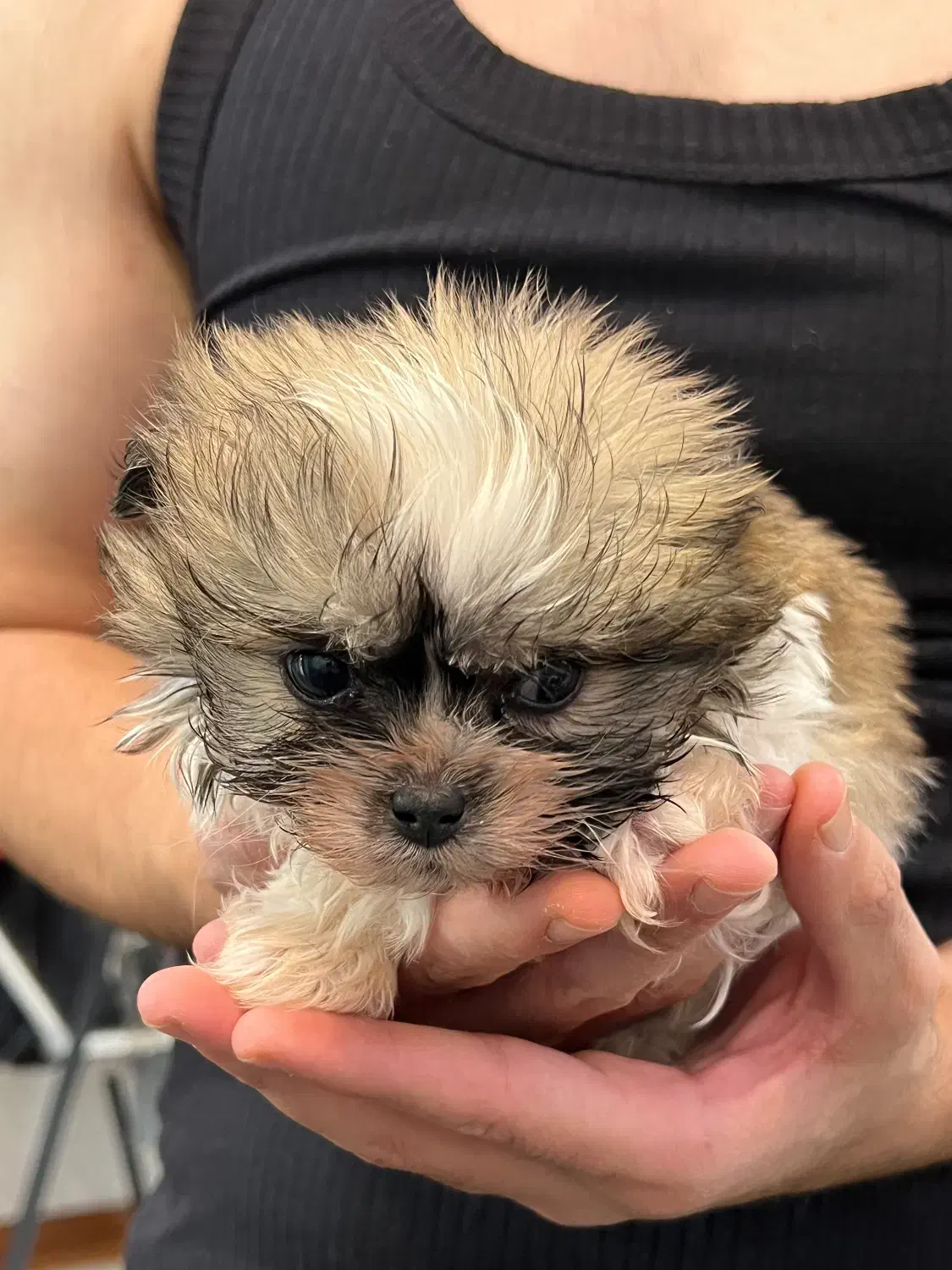 شیتزو پکینیز|سگ|اسلام‌شهر, شهرک واوان|دیوار