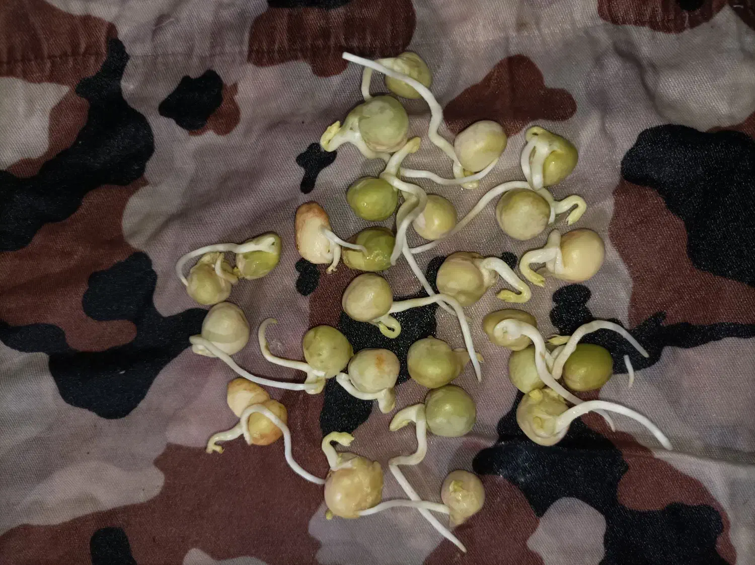 بذر نخود فرنگی پفکی|گل و گیاه طبیعی|مینودشت, |دیوار