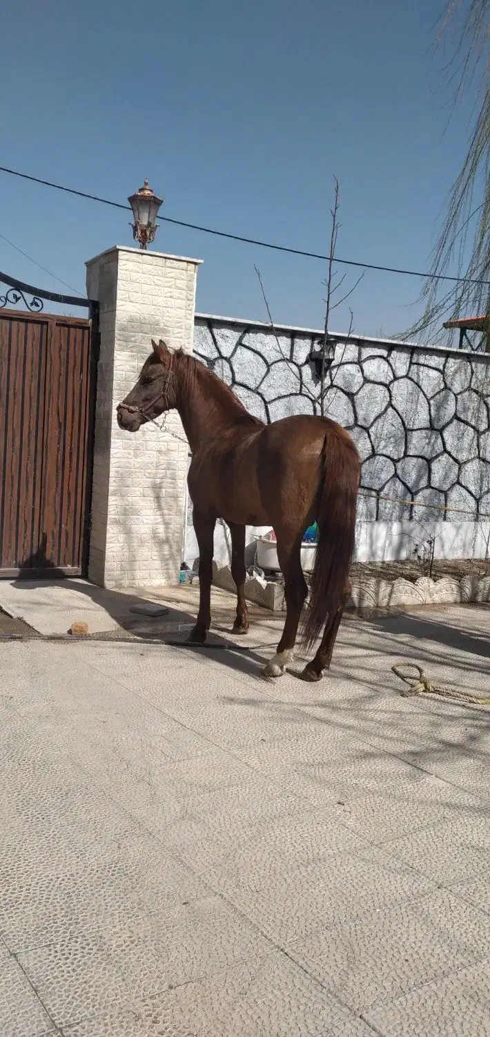 فروش اسب زیبای عرب خالص ایرانی|اسب و تجهیزات اسب‌سواری|دماوند, گیلاوند|دیوار