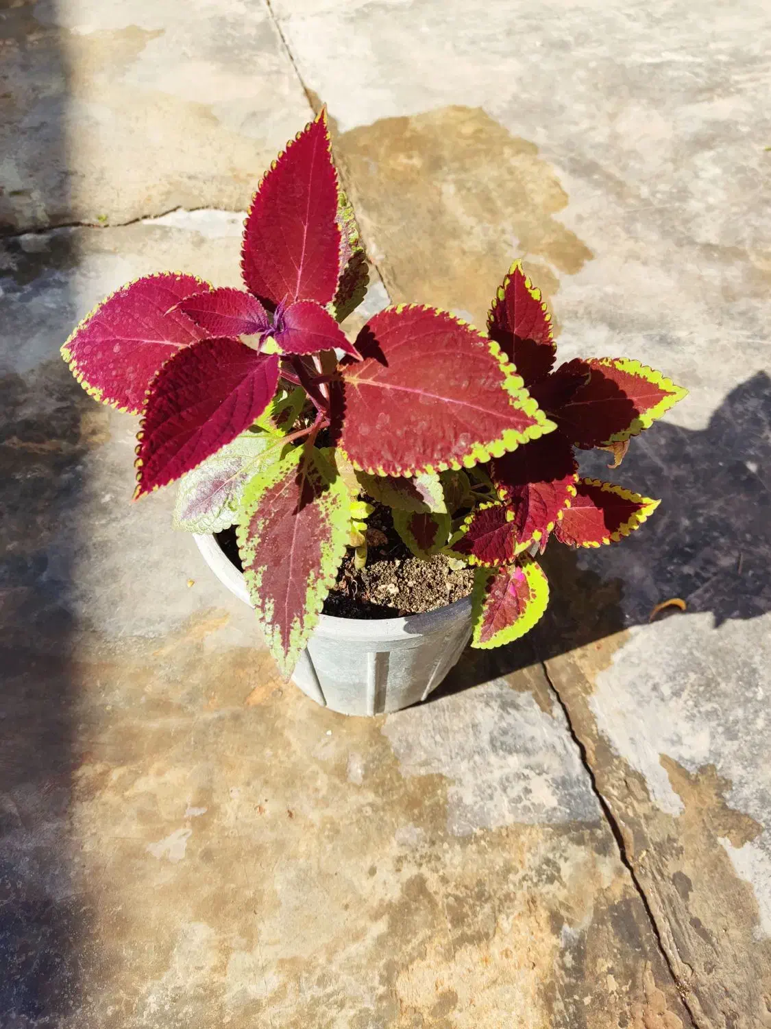 گل زیبا و شاداب خانگی|گل و گیاه طبیعی|خرمآباد, |دیوار